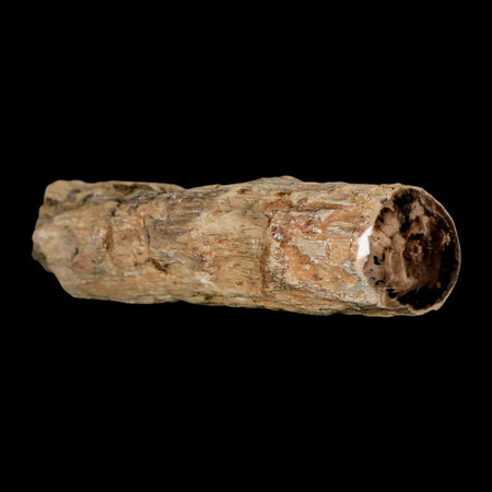 3.2" Fossilized Blue Forest Petrified Wood Limb Branch Eden Wyoming 50 Mil Yrs Old