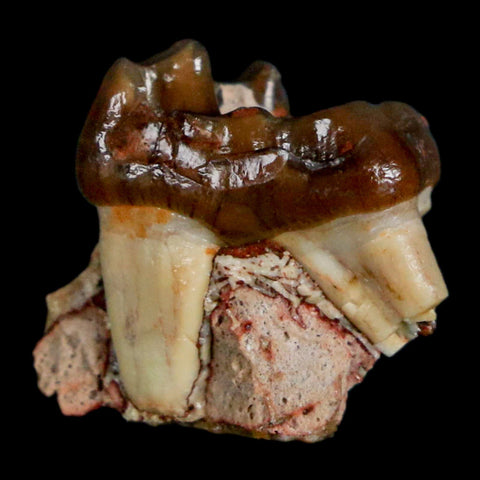 0.7" Mesohippus Fossil Tooth Three Toed Horse Oligocene Age SD Badlands COA - Fossil Age Minerals