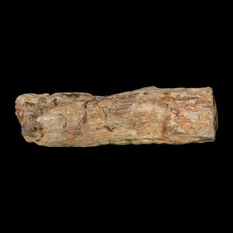 3.2" Fossilized Blue Forest Petrified Wood Limb Branch Eden Wyoming 50 Mil Yrs Old - Fossil Age Minerals