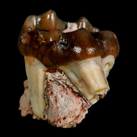 0.7" Mesohippus Fossil Tooth Three Toed Horse Oligocene Age SD Badlands COA - Fossil Age Minerals