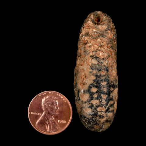 2" Fossil Pine Cone Equicalastrobus Replaced By Agate Eocene Age Seeds Fruit - Fossil Age Minerals