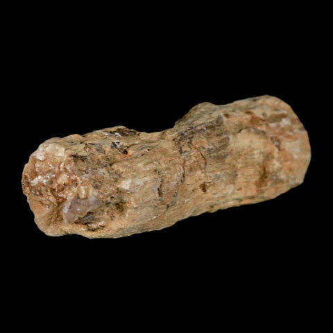 3.2" Fossilized Blue Forest Petrified Wood Limb Branch Eden Wyoming 50 Mil Yrs Old - Fossil Age Minerals