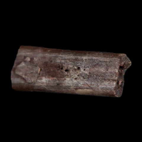 0.4" Dimetrodon Sail Spine Bone Fossil Permian Age Waurika Oklahoma COA, Display