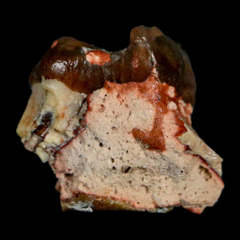 0.7" Mesohippus Fossil Tooth Three Toed Horse Oligocene Age SD Badlands COA - Fossil Age Minerals