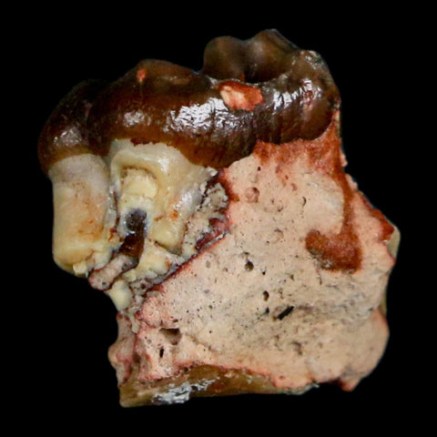 0.7" Mesohippus Fossil Tooth Three Toed Horse Oligocene Age SD Badlands COA - Fossil Age Minerals
