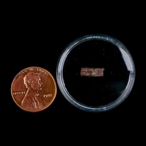 0.4" Dimetrodon Sail Spine Bone Fossil Permian Age Waurika Oklahoma COA, Display