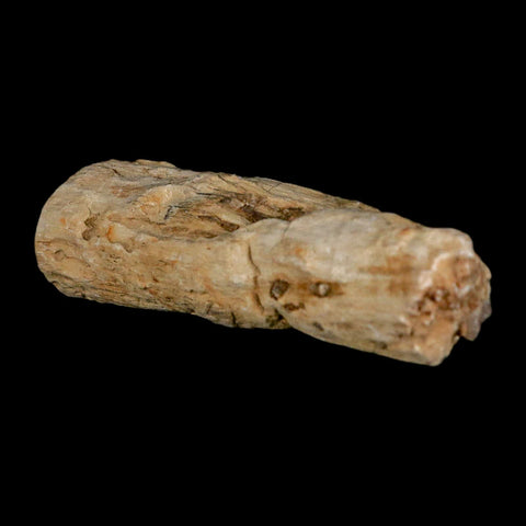 3.2" Fossilized Blue Forest Petrified Wood Limb Branch Eden Wyoming 50 Mil Yrs Old - Fossil Age Minerals