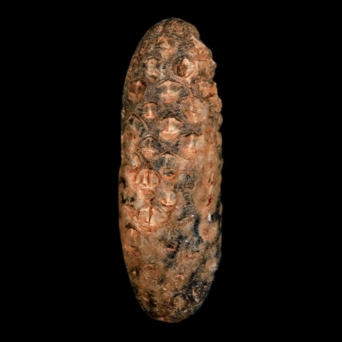 2" Fossil Pine Cone Equicalastrobus Replaced By Agate Eocene Age Seeds Fruit - Fossil Age Minerals
