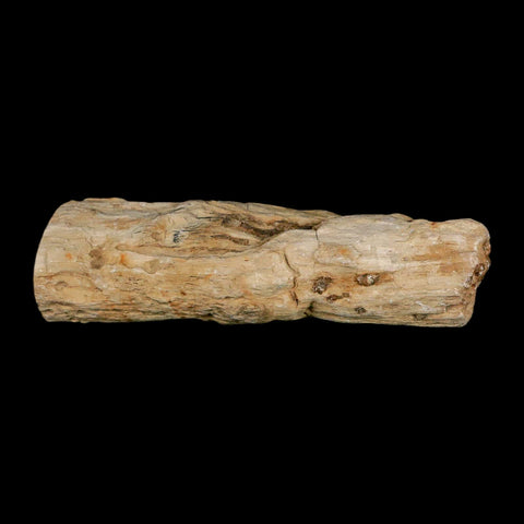 3.2" Fossilized Blue Forest Petrified Wood Limb Branch Eden Wyoming 50 Mil Yrs Old - Fossil Age Minerals