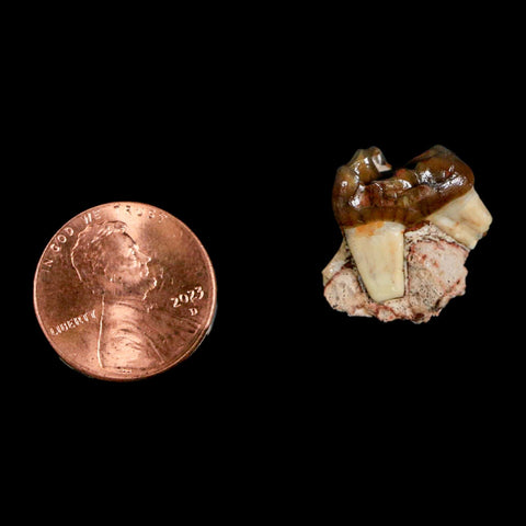 0.7" Mesohippus Fossil Tooth Three Toed Horse Oligocene Age SD Badlands COA - Fossil Age Minerals