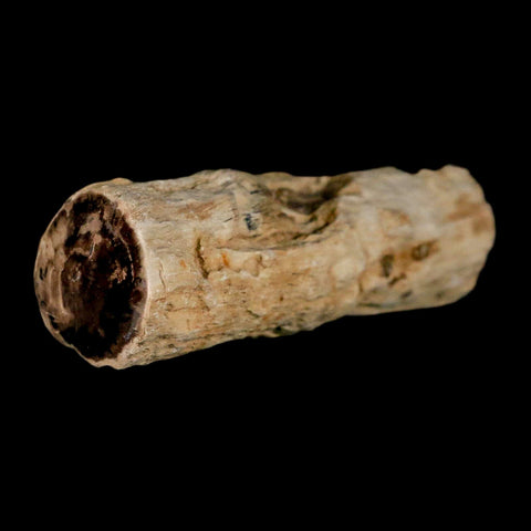 3.2" Fossilized Blue Forest Petrified Wood Limb Branch Eden Wyoming 50 Mil Yrs Old - Fossil Age Minerals