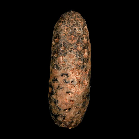 2" Fossil Pine Cone Equicalastrobus Replaced By Agate Eocene Age Seeds Fruit - Fossil Age Minerals