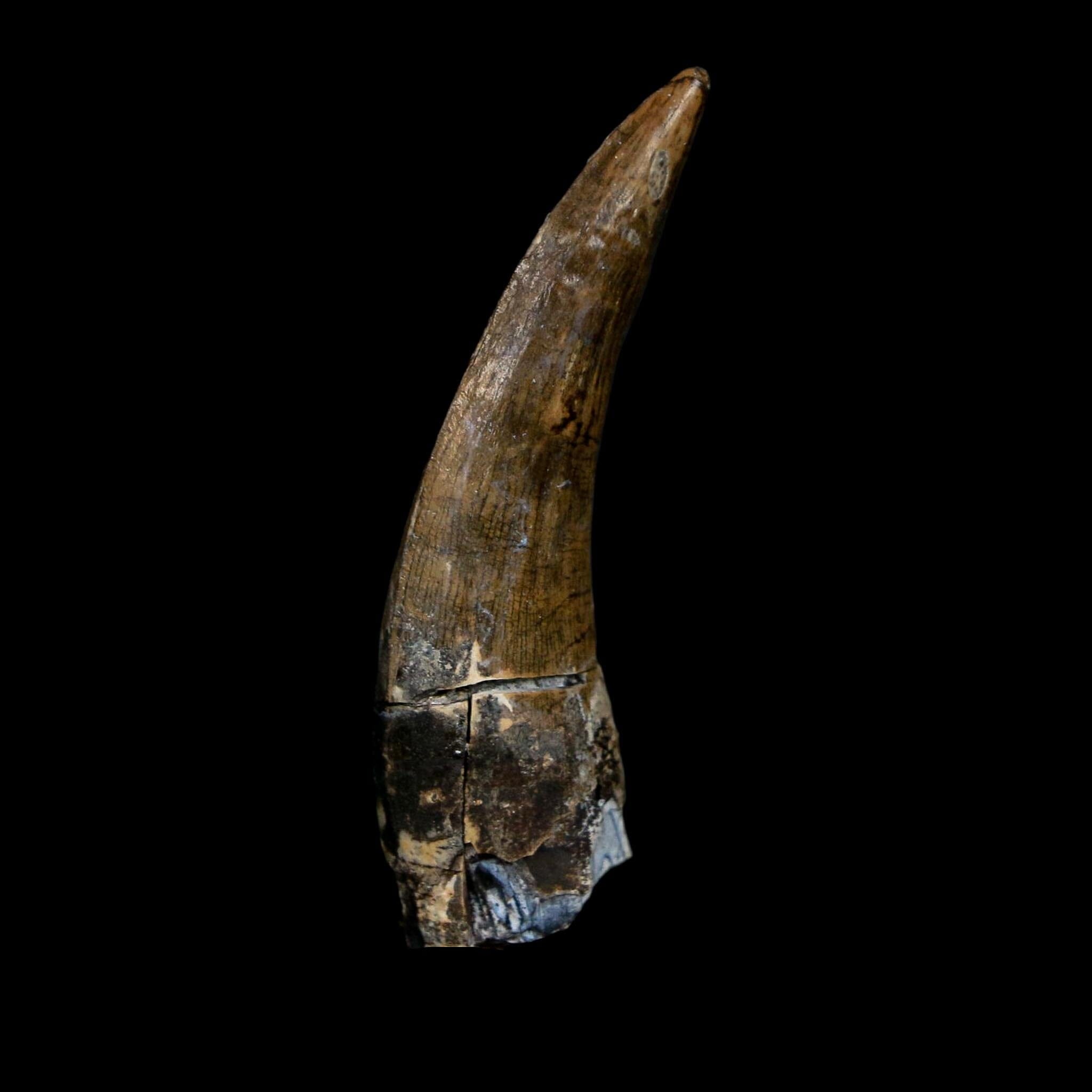 1.8" Suchomimus Fossil Tooth Cretaceous Spinosaurid Dinosaur Elraz FM Niger COA