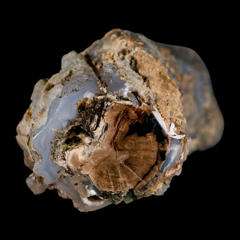 3.9" Fossilized Blue Forest Petrified Wood Limb Branch Eden Wyoming 50 Mil Yrs Old - Fossil Age Minerals
