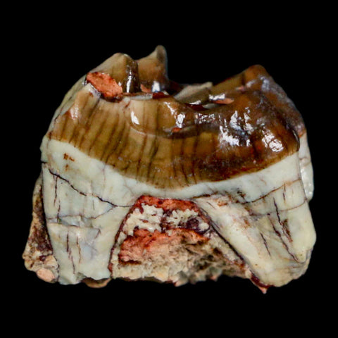 0.7" Mesohippus Fossil Tooth Three Toed Horse Oligocene Age SD Badlands COA - Fossil Age Minerals