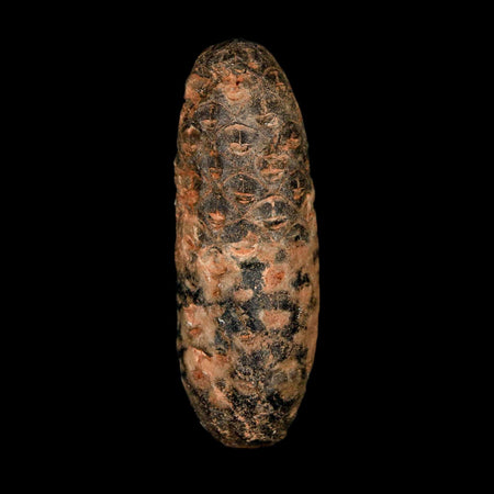 2" Fossil Pine Cone Equicalastrobus Replaced By Agate Eocene Age Seeds Fruit