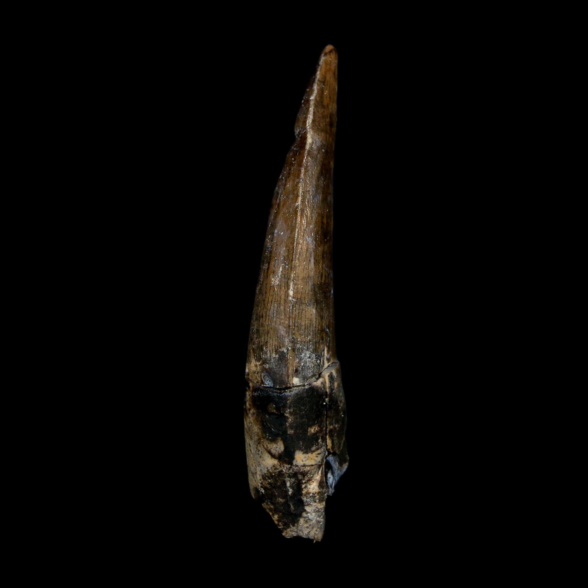1.8" Suchomimus Fossil Tooth Cretaceous Spinosaurid Dinosaur Elraz FM Niger COA