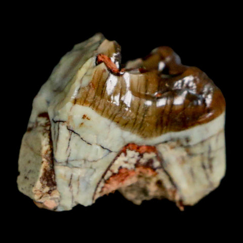 0.7" Mesohippus Fossil Tooth Three Toed Horse Oligocene Age SD Badlands COA - Fossil Age Minerals