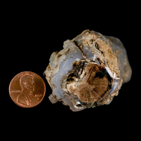 3.9" Fossilized Blue Forest Petrified Wood Limb Branch Eden Wyoming 50 Mil Yrs Old - Fossil Age Minerals