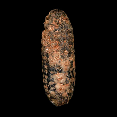 2" Fossil Pine Cone Equicalastrobus Replaced By Agate Eocene Age Seeds Fruit - Fossil Age Minerals