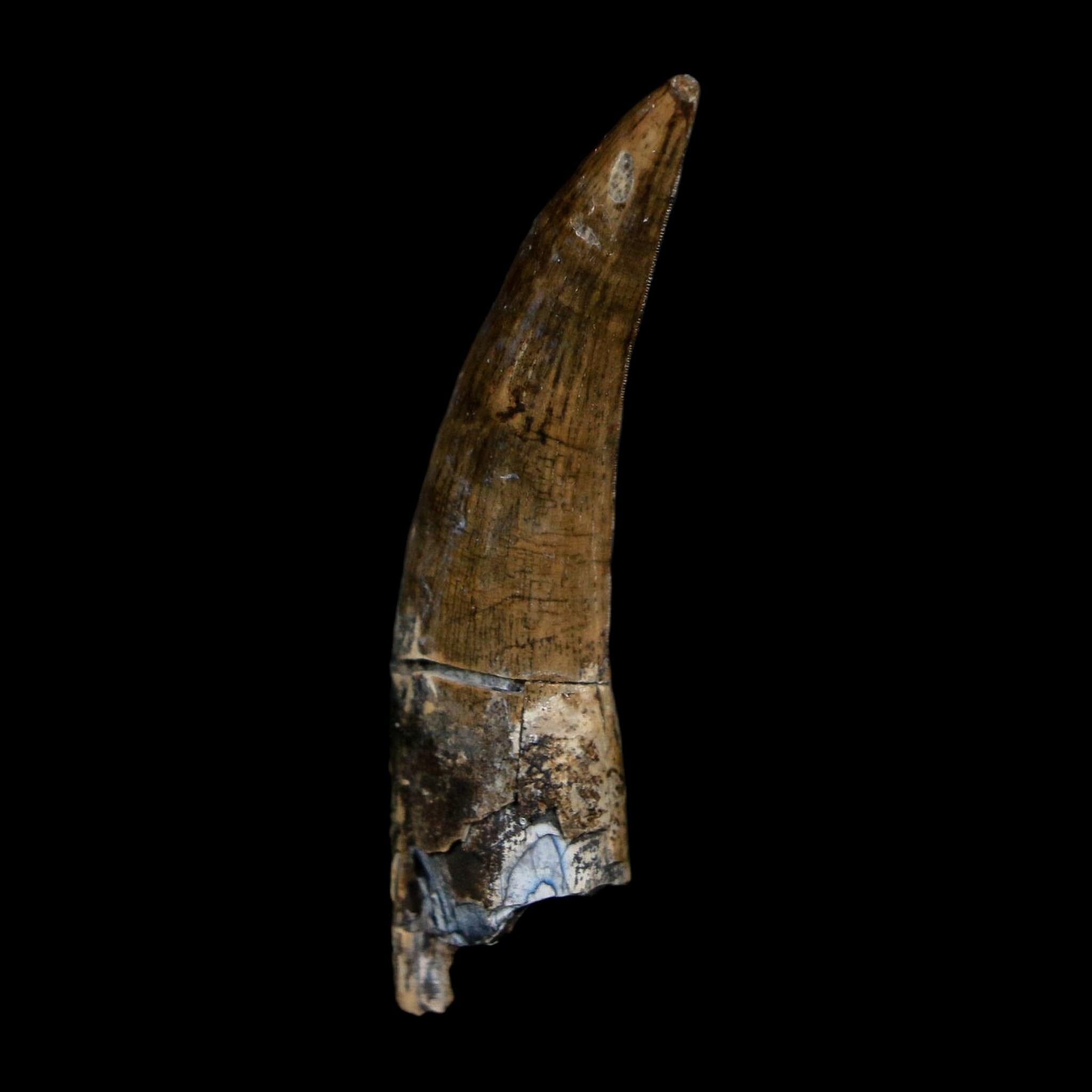 1.8" Suchomimus Fossil Tooth Cretaceous Spinosaurid Dinosaur Elraz FM Niger COA