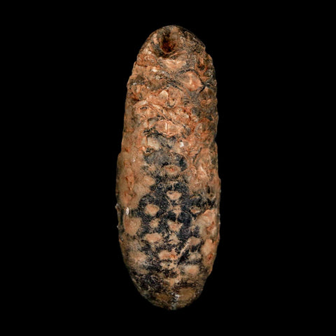 2" Fossil Pine Cone Equicalastrobus Replaced By Agate Eocene Age Seeds Fruit - Fossil Age Minerals