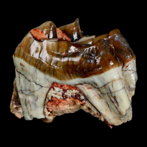 0.7" Mesohippus Fossil Tooth Three Toed Horse Oligocene Age SD Badlands COA - Fossil Age Minerals