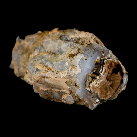 3.9" Fossilized Blue Forest Petrified Wood Limb Branch Eden Wyoming 50 Mil Yrs Old - Fossil Age Minerals