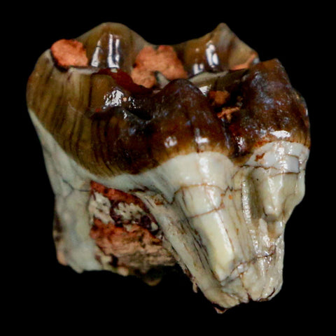 0.7" Mesohippus Fossil Tooth Three Toed Horse Oligocene Age SD Badlands COA - Fossil Age Minerals