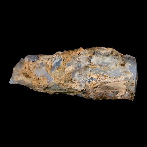 3.9" Fossilized Blue Forest Petrified Wood Limb Branch Eden Wyoming 50 Mil Yrs Old - Fossil Age Minerals
