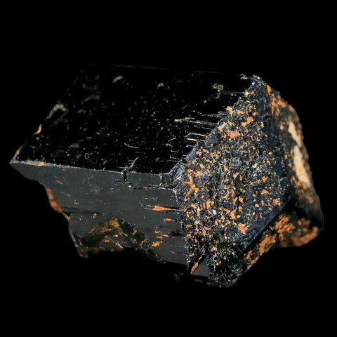 1.2" Natural Rough Schorl Black Tourmaline Mineral Erongo Mountains, Namibia - Fossil Age Minerals