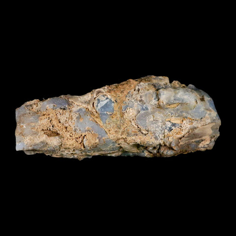 3.9" Fossilized Blue Forest Petrified Wood Limb Branch Eden Wyoming 50 Mil Yrs Old - Fossil Age Minerals
