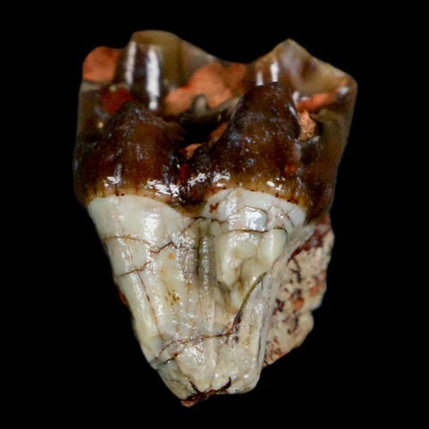 0.7" Mesohippus Fossil Tooth Three Toed Horse Oligocene Age SD Badlands COA - Fossil Age Minerals