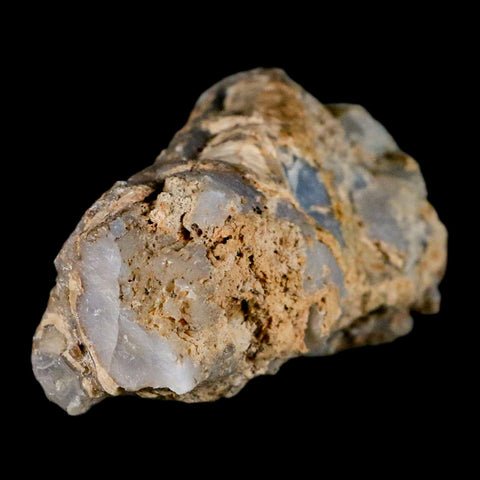 3.9" Fossilized Blue Forest Petrified Wood Limb Branch Eden Wyoming 50 Mil Yrs Old - Fossil Age Minerals