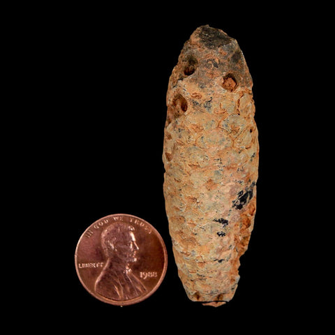 XL 2.2" Fossil Pine Cone Equicalastrobus Replaced By Agate Eocene Age Seeds Fruit - Fossil Age Minerals