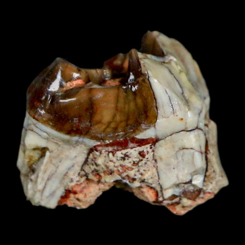 0.7" Mesohippus Fossil Tooth Three Toed Horse Oligocene Age SD Badlands COA - Fossil Age Minerals