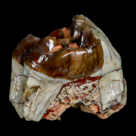 0.7" Mesohippus Fossil Tooth Three Toed Horse Oligocene Age SD Badlands COA - Fossil Age Minerals