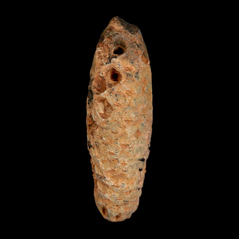 XL 2.2" Fossil Pine Cone Equicalastrobus Replaced By Agate Eocene Age Seeds Fruit - Fossil Age Minerals