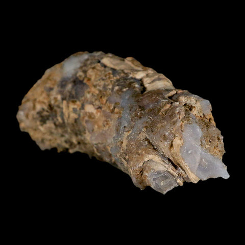 3.9" Fossilized Blue Forest Petrified Wood Limb Branch Eden Wyoming 50 Mil Yrs Old - Fossil Age Minerals