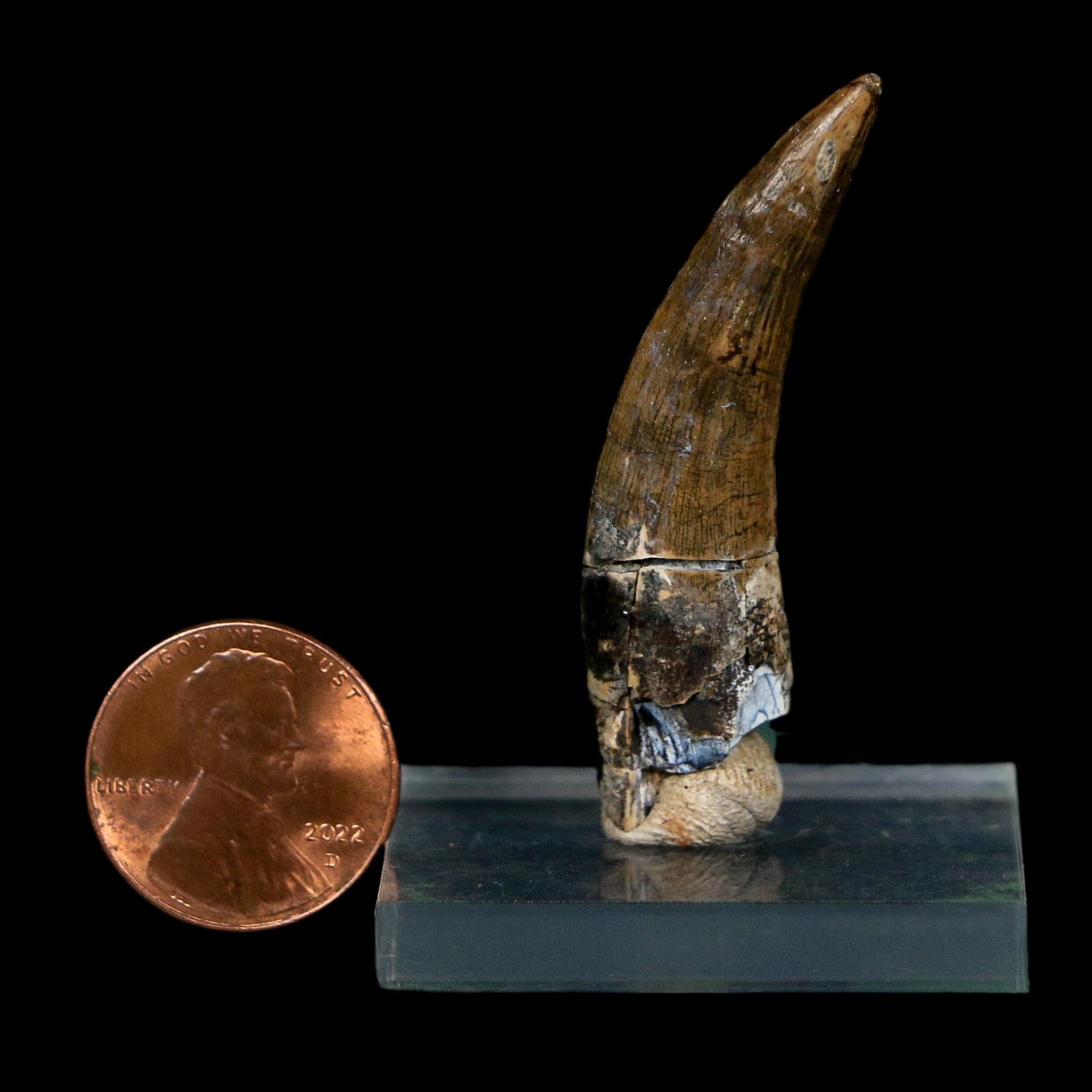 1.8" Suchomimus Fossil Tooth Cretaceous Spinosaurid Dinosaur Elraz FM Niger COA