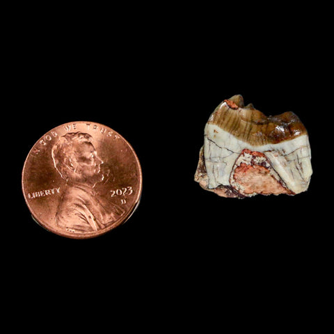 0.7" Mesohippus Fossil Tooth Three Toed Horse Oligocene Age SD Badlands COA - Fossil Age Minerals