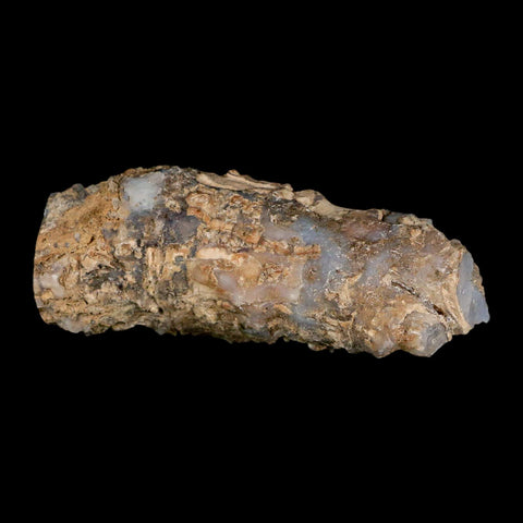 3.9" Fossilized Blue Forest Petrified Wood Limb Branch Eden Wyoming 50 Mil Yrs Old - Fossil Age Minerals