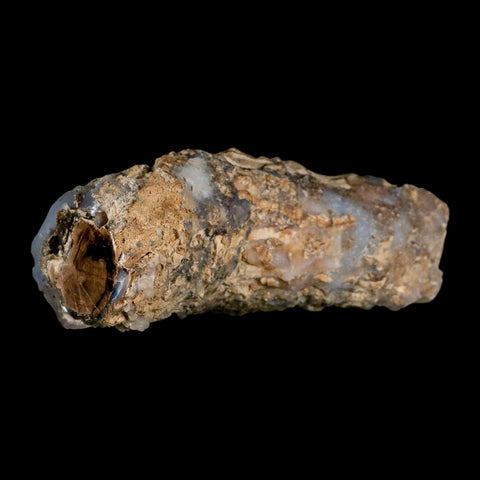 3.9" Fossilized Blue Forest Petrified Wood Limb Branch Eden Wyoming 50 Mil Yrs Old - Fossil Age Minerals