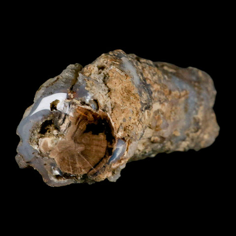 3.9" Fossilized Blue Forest Petrified Wood Limb Branch Eden Wyoming 50 Mil Yrs Old - Fossil Age Minerals