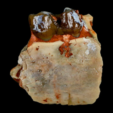 0.8" Mesohippus Fossil Tooth Jaw Three Toed Horse Oligocene Age SD Badlands COA - Fossil Age Minerals