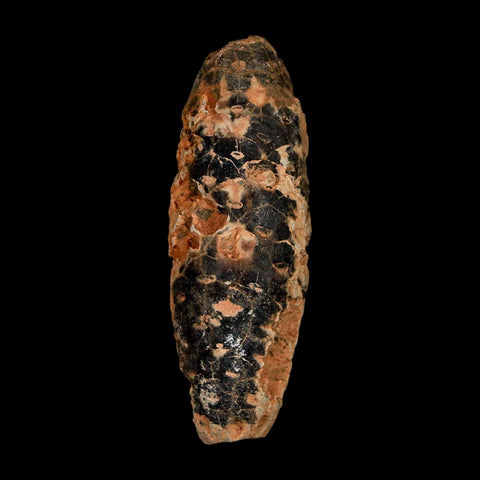 XL 2.2" Fossil Pine Cone Equicalastrobus Replaced By Agate Eocene Age Seeds Fruit - Fossil Age Minerals