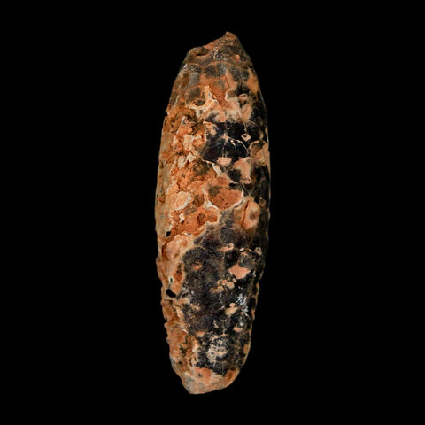 XL 2.2" Fossil Pine Cone Equicalastrobus Replaced By Agate Eocene Age Seeds Fruit - Fossil Age Minerals