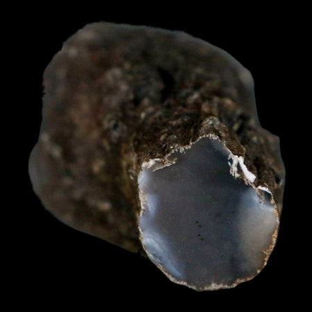 2.6" Fossilized Blue Forest Petrified Wood Limb Branch Eden Wyoming 50 Mil Yrs Old