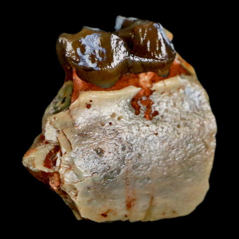 0.8" Mesohippus Fossil Tooth Jaw Three Toed Horse Oligocene Age SD Badlands COA - Fossil Age Minerals