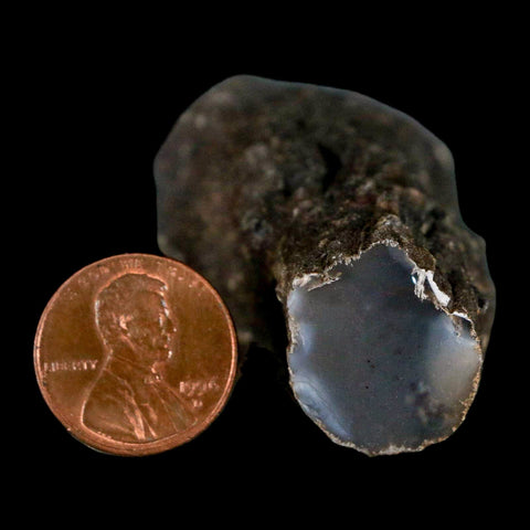 2.6" Fossilized Blue Forest Petrified Wood Limb Branch Eden Wyoming 50 Mil Yrs Old - Fossil Age Minerals